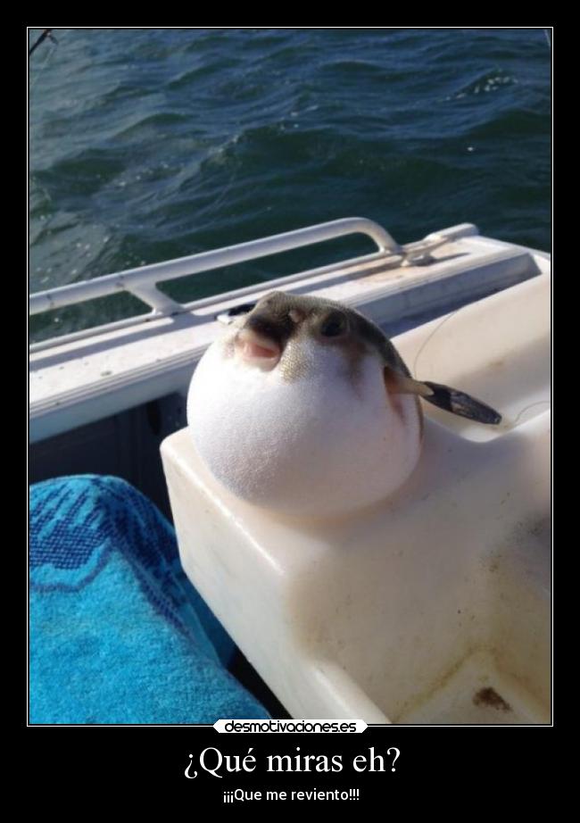 ¿Qué miras eh? - 