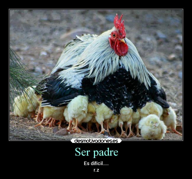 Ser padre - Es difícil.....
r.z