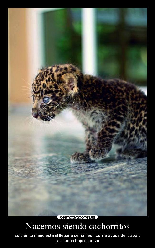 Nacemos siendo cachorritos - solo en tu mano esta el llegar a ser un leon con la ayuda del trabajo
y la lucha bajo el brazo