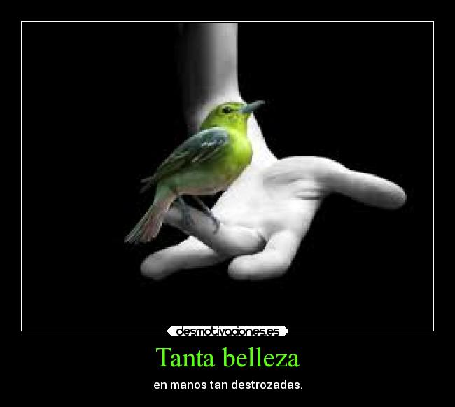Tanta belleza -