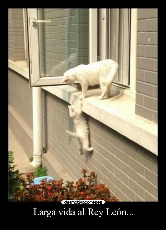 Larga vida al Rey León... -