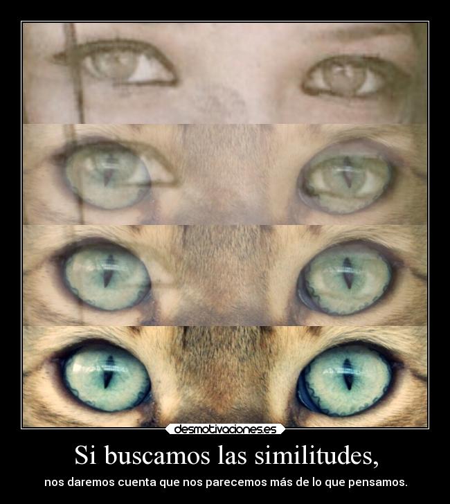 Si buscamos las similitudes, - 