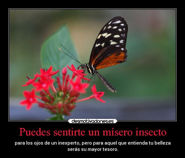 Puedes sentirte un mísero insecto -
