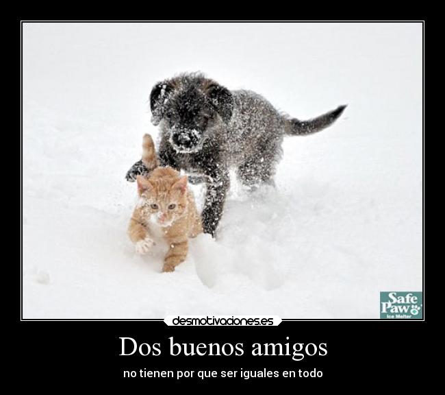 carteles amigos amistad perituuu gatituu desmotivaciones