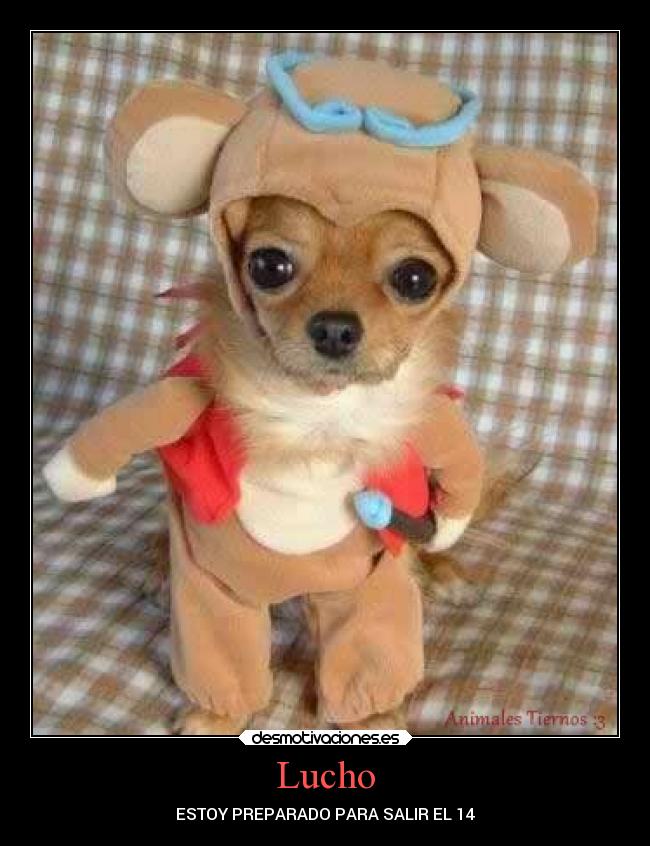 Lucho - ESTOY PREPARADO PARA SALIR EL 14