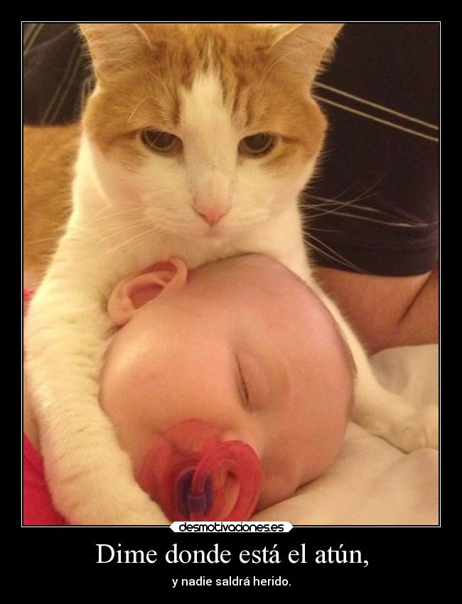 Dime donde está el atún, -