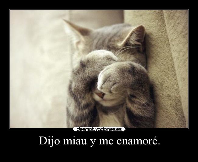 Dijo miau y me enamoré. - 