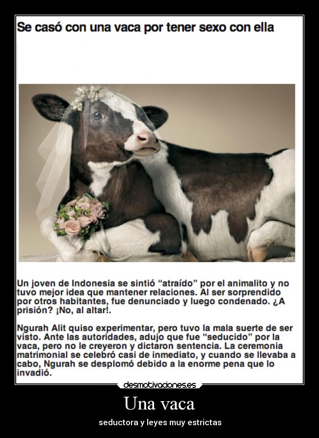 Una vaca -