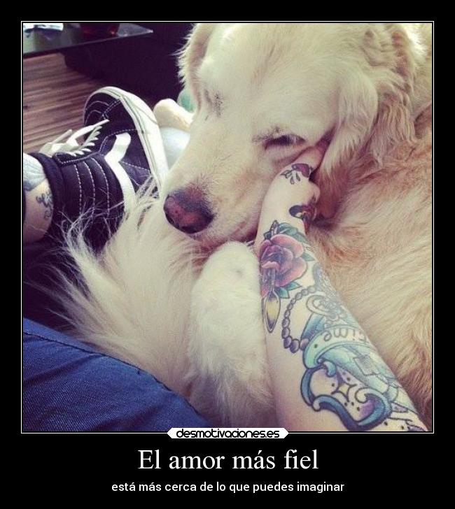 El amor más fiel - está más cerca de lo que puedes imaginar