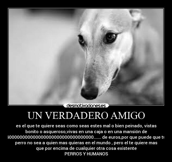 UN VERDADERO AMIGO - es el que te quiere seas como seas estes mal o bien peinado, vistas
bonito o asqueroso,vivas en una caja o en una mansión de
400000000000000000000000000000000....... de euros,por que puede que tu
perro no sea a quien mas quieras en el mundo , pero el te quiere mas
que por encima de cualquier otra cosa existente
PERROS Y HUMANOS