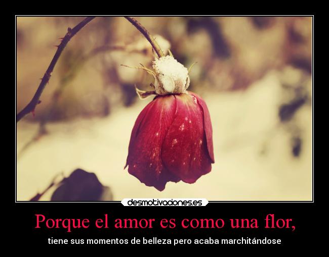 Porque el amor es como una flor, - tiene sus momentos de belleza pero acaba marchitándose