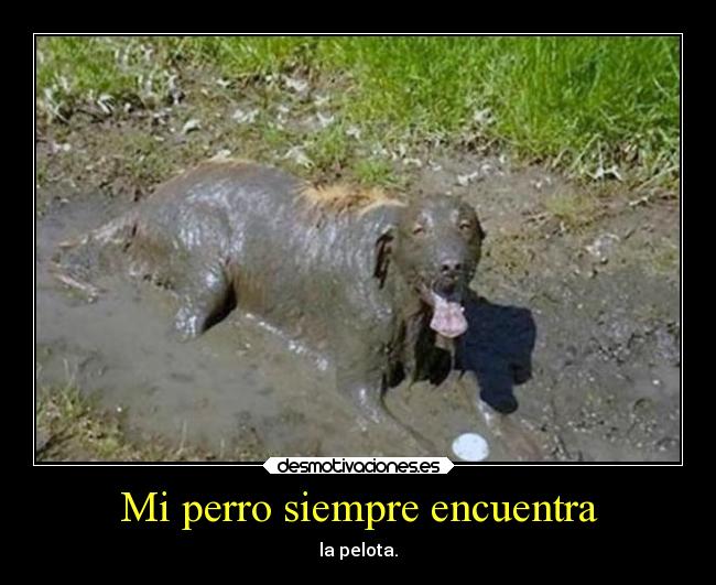 Mi perro siempre encuentra -