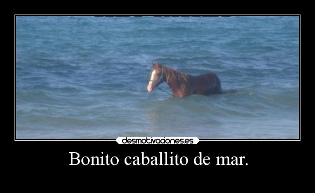 Bonito caballito de mar. - 