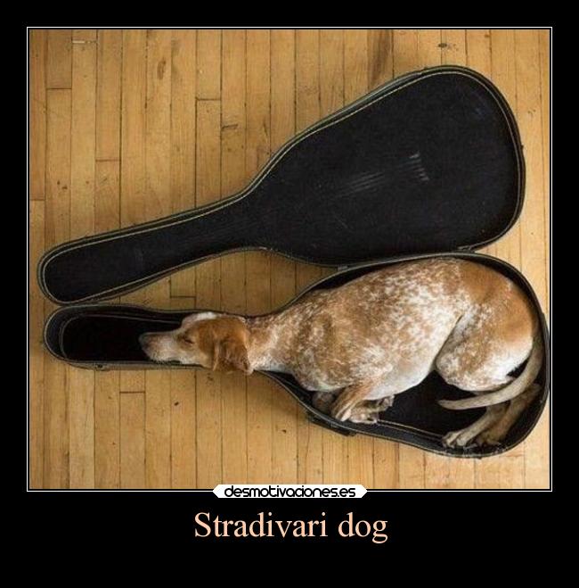 Stradivari dog - 