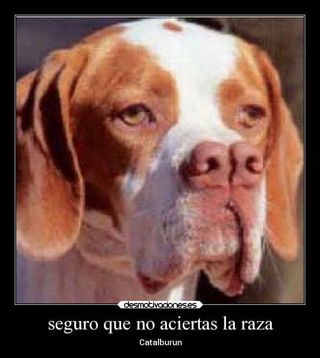 seguro que no aciertas la raza - Catalburun