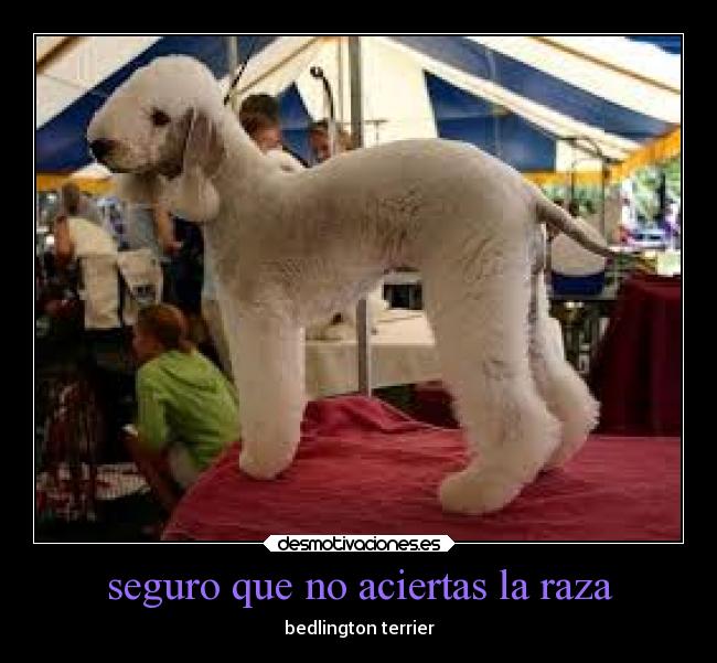 seguro que no aciertas la raza - bedlington terrier