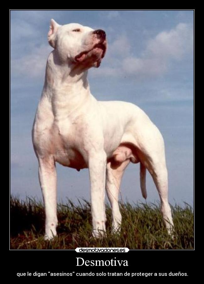 carteles animales desmotivaciones