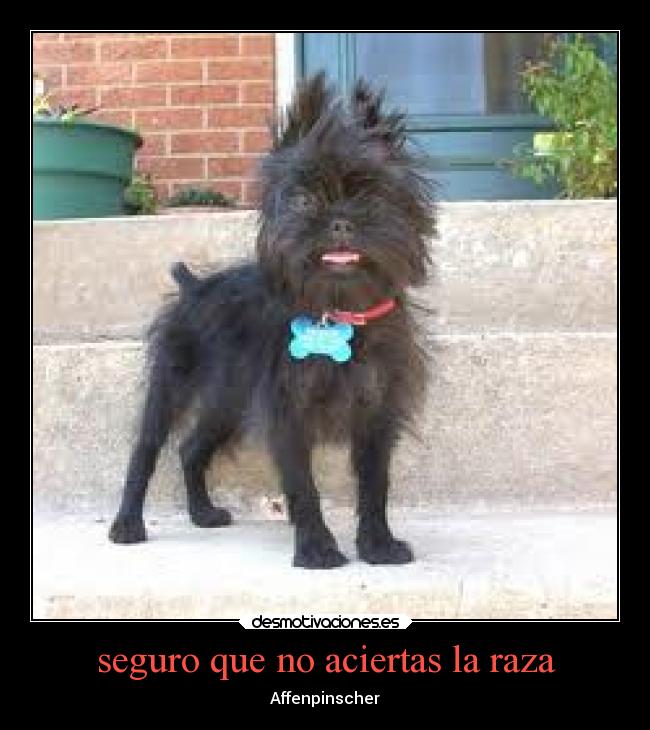 seguro que no aciertas la raza - Affenpinscher