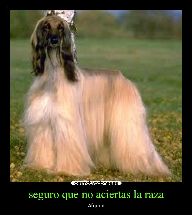 seguro que no aciertas la raza - Afgano
