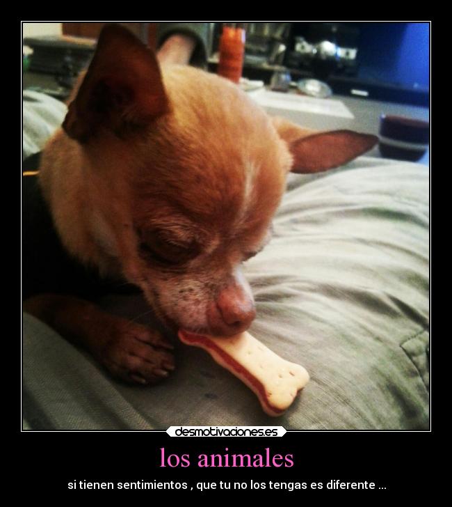 carteles animales animales desmotivaciones