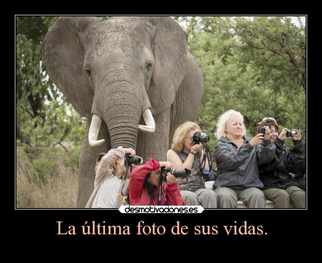 carteles animales desmotivaciones