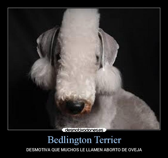 Bedlington Terrier - DESMOTIVA QUE MUCHOS LE LLAMEN ABORTO DE OVEJA