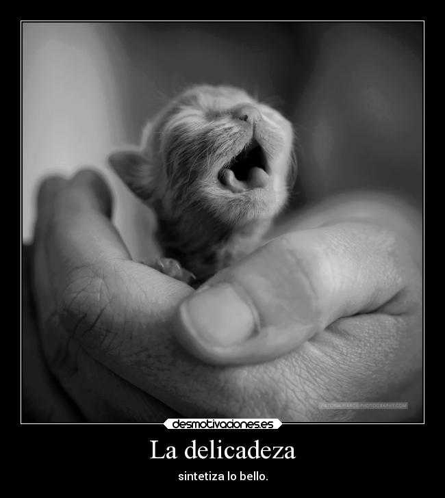 La delicadeza - sintetiza lo bello.