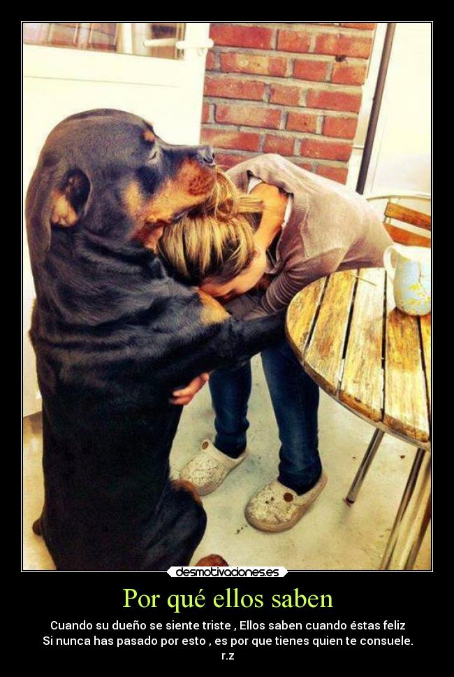 carteles animales desmotivaciones