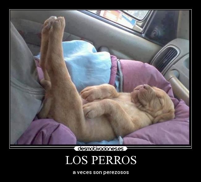LOS PERROS - 