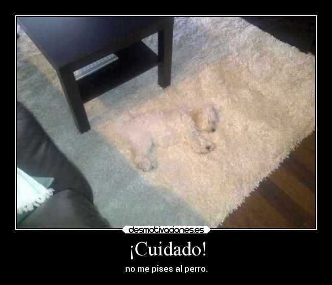 carteles animales desmotivaciones