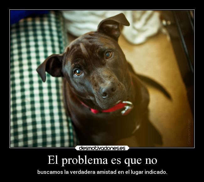 carteles animales desmotivaciones