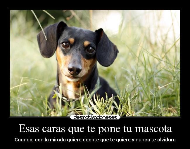 Esas caras que te pone tu mascota -