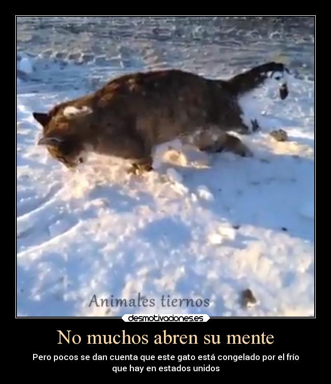 No muchos abren su mente - Pero pocos se dan cuenta que este gato está congelado por el frío
que hay en estados unidos