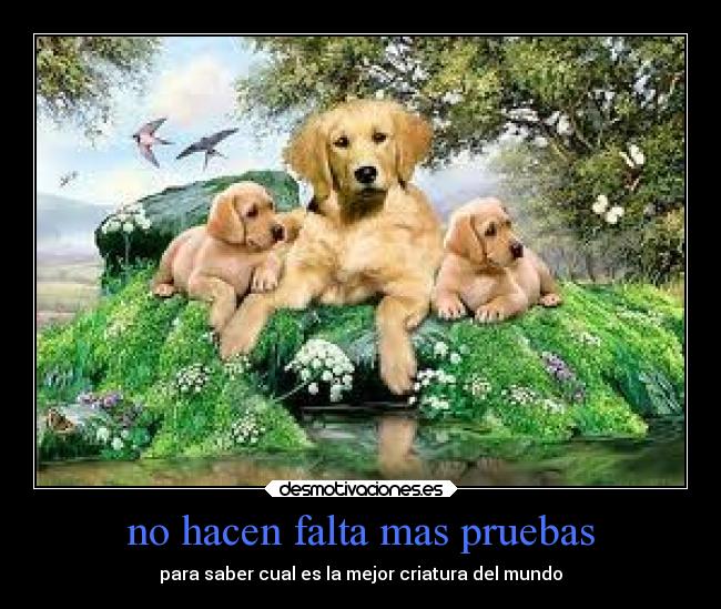 no hacen falta mas pruebas - para saber cual es la mejor criatura del mundo