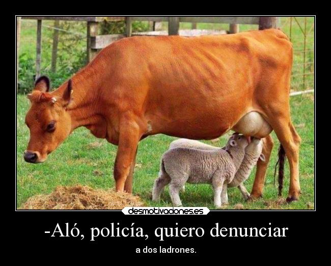 carteles animales humor desmotivaciones