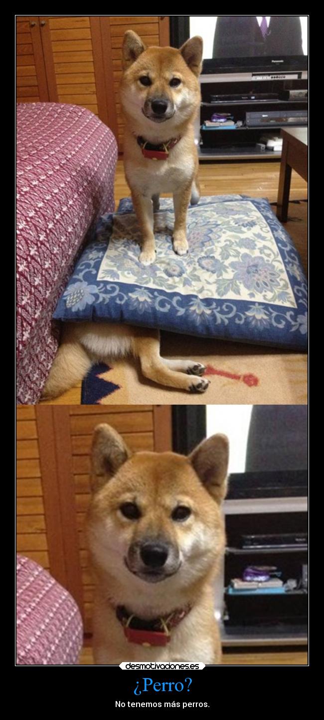 ¿Perro? - 