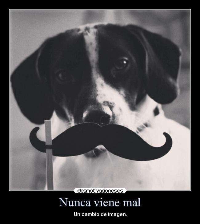 carteles animales laamigadehachiestacontigo desmotivaciones