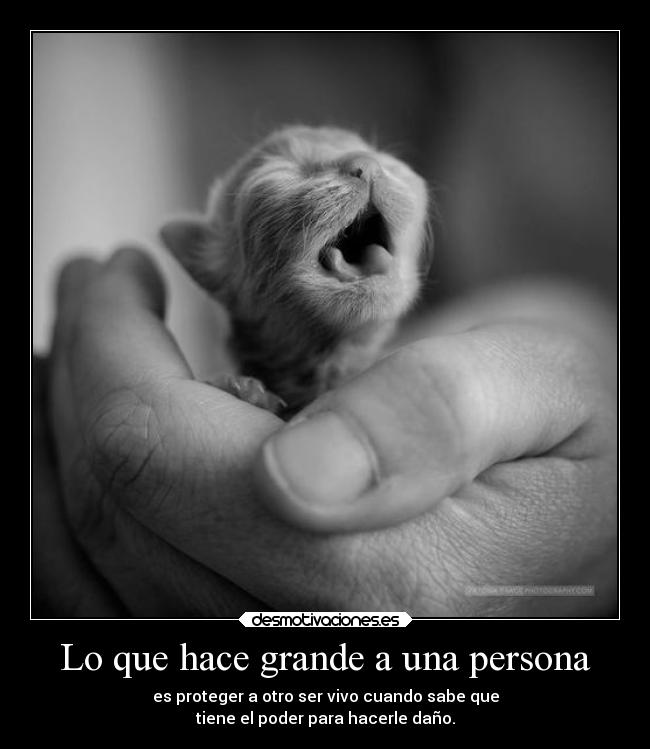 carteles animales mediometro noalmaltratoanimal desmotivaciones