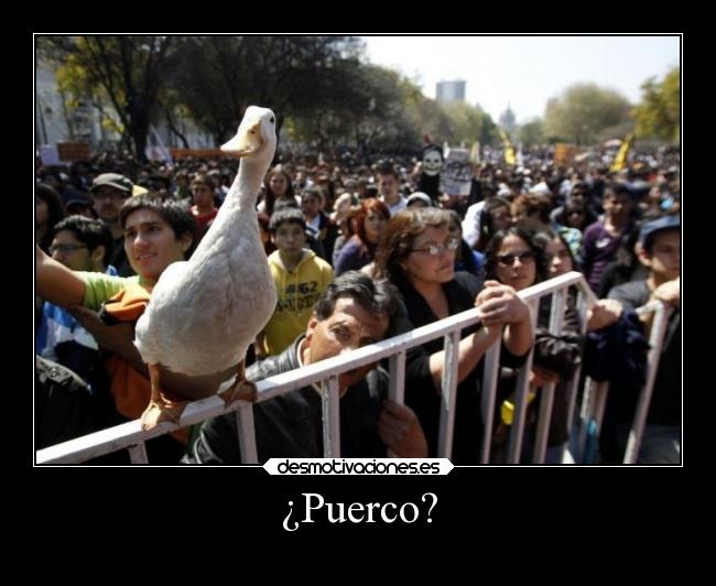 ¿Puerco? - 