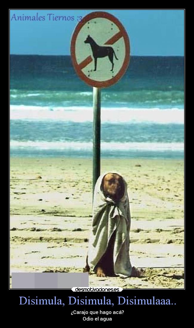 Disimula, Disimula, Disimulaaa.. - 
