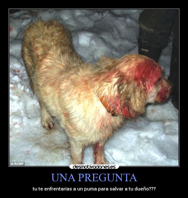 UNA PREGUNTA - tu te enfrentarías a un puma para salvar a tu dueño???