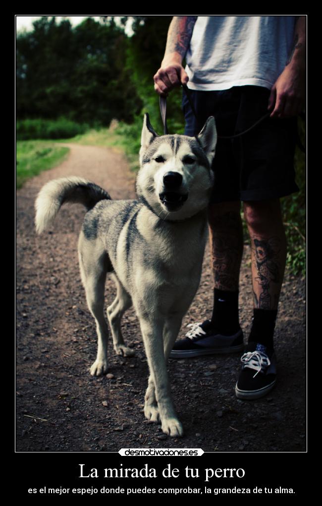 carteles animales perros desmotivaciones