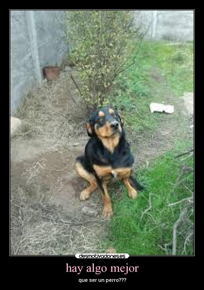 hay algo mejor - que ser un perro???