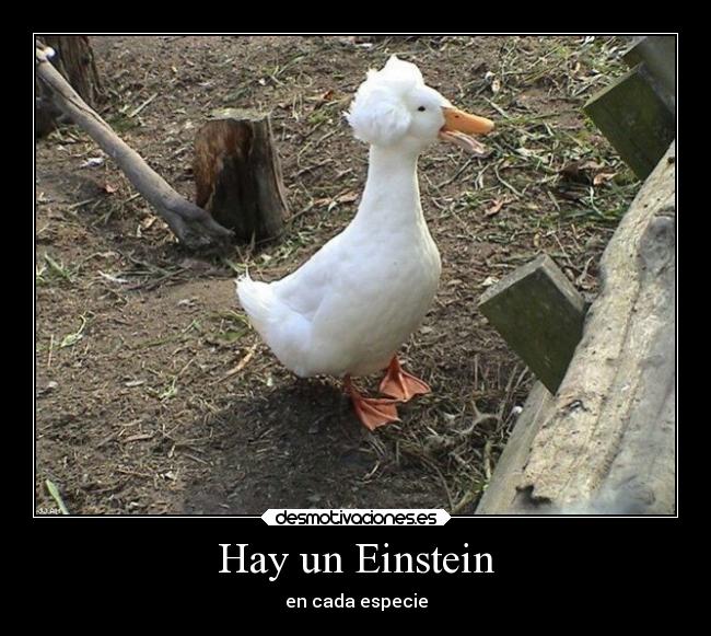 carteles animales somewhere over the rainbow otras maneras relajarse pato einstein hook desmotivaciones