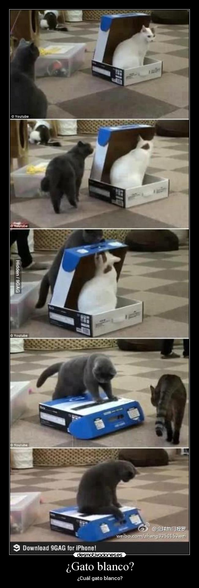 ¿Gato blanco? - ¿Cuál gato blanco?