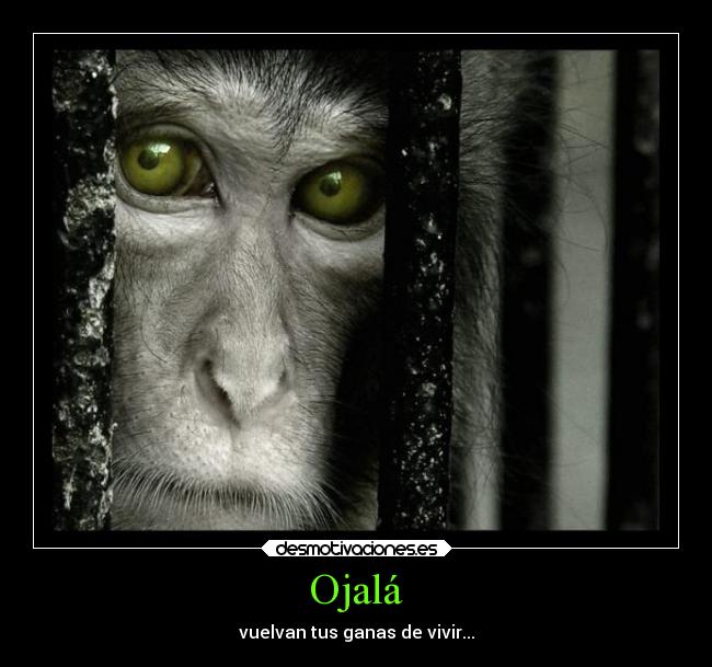 Ojalá - vuelvan tus ganas de vivir...