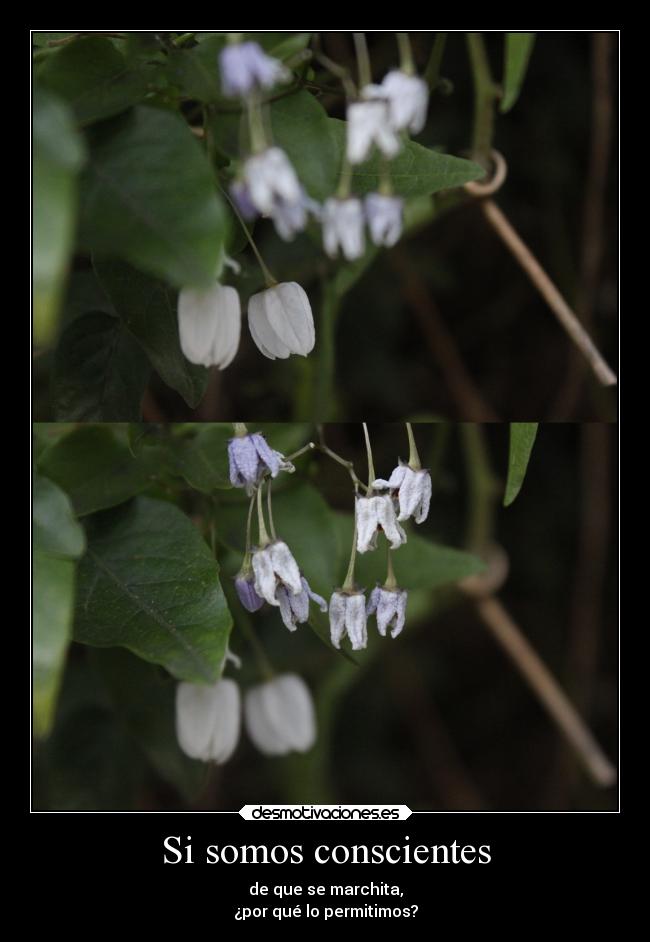 Si somos conscientes - de que se marchita,
¿por qué lo permitimos?