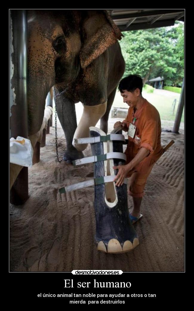 El ser humano - el único animal tan noble para ayudar a otros o tan 
mierda  para destruirlos