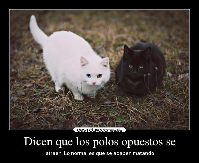 Dicen que los polos opuestos se -