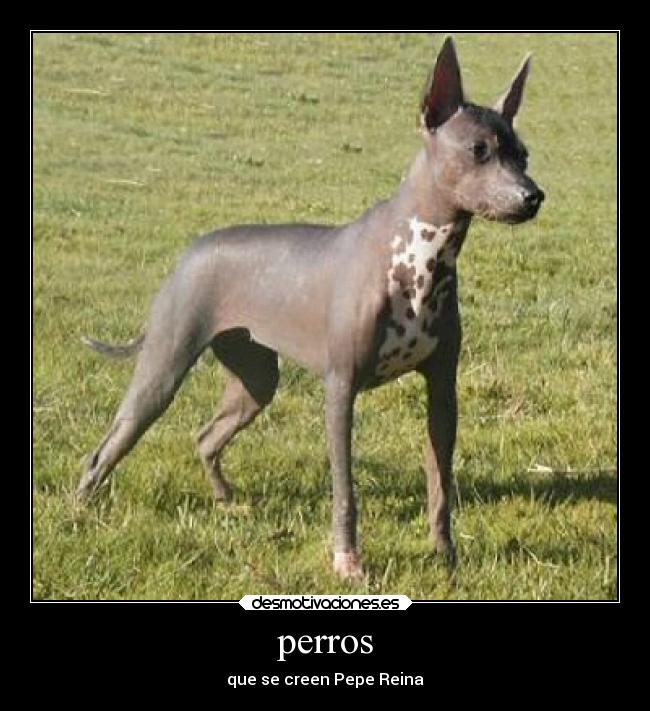 perros - que se creen Pepe Reina